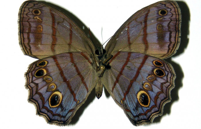 Figura 12. Adulto de <i>Magneuptychia libye</i></i> (Nymphalidae),  hembra vista dorsal, localidad, Quebrada Romero Sector Del Oro ACG (490m). Voucher 04-SRNP-22219-DHJ97491.jpg.
