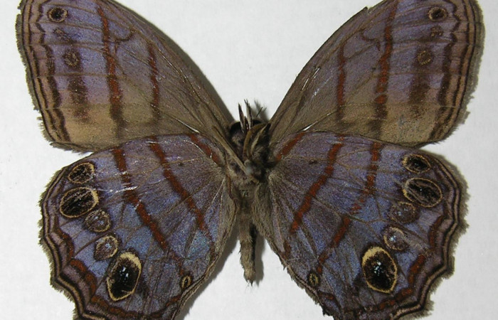 Figura 10. Adulto de <i>Magneuptychia libye</i></i> (Nymphalidae),  macho vista ventral, localidad, Vado Miramonte, Sector Mundo Nuevo ACG (305m). Voucher: 07-SRNP-56423-DHJ373939.jpg.