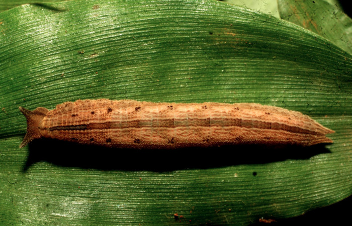 Figura 2. Larva <i>Magneuptychia libye</i></i> (Nymphalidae), en penúltimo estadío (PU) vista dorsal, localidad Loaciga, Sector Pitilla, ACG (445m). Voucher: 11-SRNP-32586-DHJ484250.jpg.