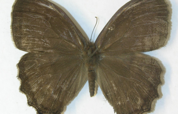 Figura 1. Adulto <i>Magneuptychia libye</i></i> (Nymphalidae), mostrando vista dorsal, localidad Loaciga, Sector Pitilla Voucher: 11-SRNP-32586-DHJ556058.jpg.