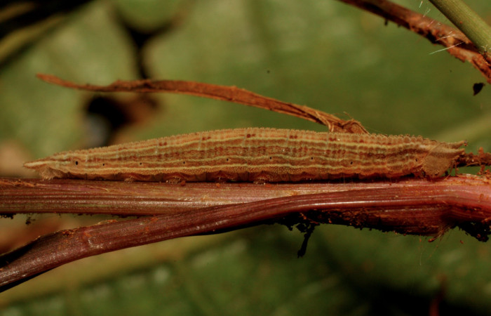 Figura 3. Larva <i>Magneuptychia libye</i></i> (Nymphalidae), en penúltimo estadío (PU) vista lateral , localidad Ingas, Sector Pitilla,  ACG 580m). Voucher: 11-SRNP-33344-DHJ484831.jpg.