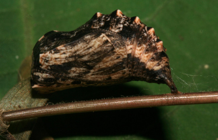 Figura 7. Pupa de <i>Magneuptychia libye</i></i> (Nymphalidae), vista lateral, localidad, Ingas, Sector Pitilla ACG (580m). Voucher: 11-SRNP-33360-DHJ485070.jpg.