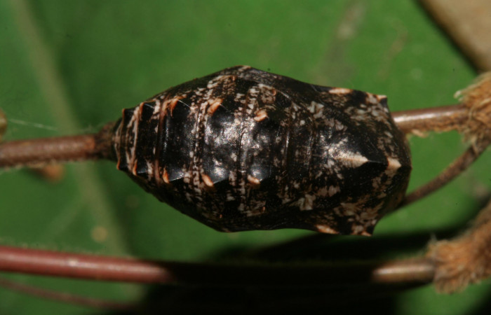 Figura 8. Pupa de <i>Magneuptychia libye</i></i> (Nymphalidae), vista dorsal, localidad, Ingas, Sector Pitilla ACG (580m). Voucher: 11-SRNP-33360-DHJ485071.jpg.