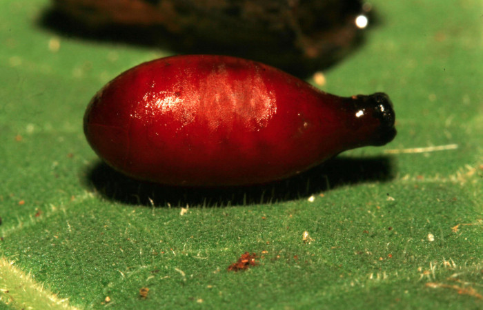 Figura 13. Pupario de parásito <i>Spathidexia atripalpus</i></i> (Tachinidae) que ataca <i>Magneuptychia libye</i></i> (Nymphalidae), localidad Amonias Sector Pitilla ACG (390m). Voucher:12-SRNP-30227-DHJ485171.jpg.