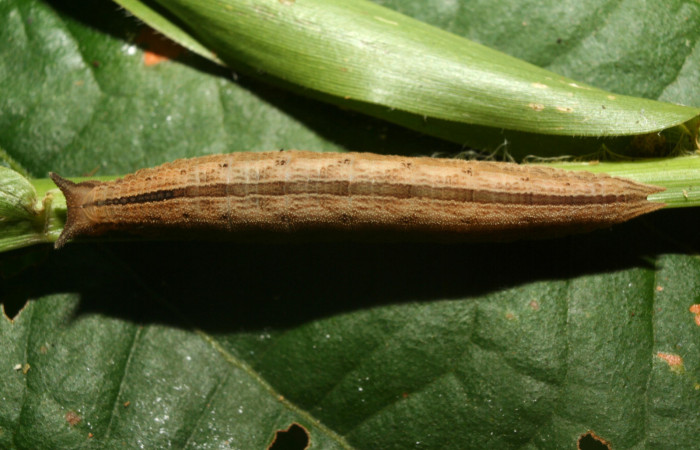 Figura 6. Larva <i>Magneuptychia libye</i></i> (Nymphalidae), en último estadío (U) vista dorsal, localidad Calma, Sector Pitilla ACG (412m)). Voucher:12-SRNP-70172-DHJ494848.jpg.