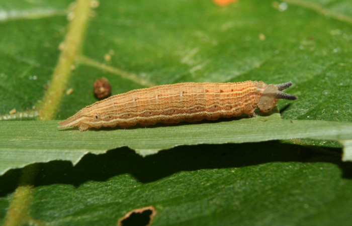 Figura 5. Larva <i>Magneuptychia libye</i></i> (Nymphalidae), en último estadío (U) vista lateral, localidad Calma, Sector Pitilla ACG (412m). Voucher: 12-SRNP-70213-DHJ494878.jpg.