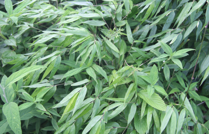 Figura 14. Planta hospedera de <i>Magneuptychia libye</i></i> (Nymphalidae), esta planta se llama <i>Rhipidocladum racemiflorum</i></i> (Poaceae), localidad Medrano, Estación Biológica Quica, Sector Pitilla (ACG) (380m). Foto; Ricardo Calero, 29 Setiembre 2021