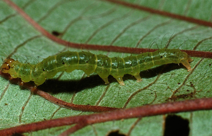 (Fig. 11) Larva <i>Hypena </i></i> zarabenaDHJ04, en penútimo estadio, mide de largo 15 mm, se colectó en Estación Biológica Caribe. Voucher 03- SRNP-11193-DHJ75599.jpg.