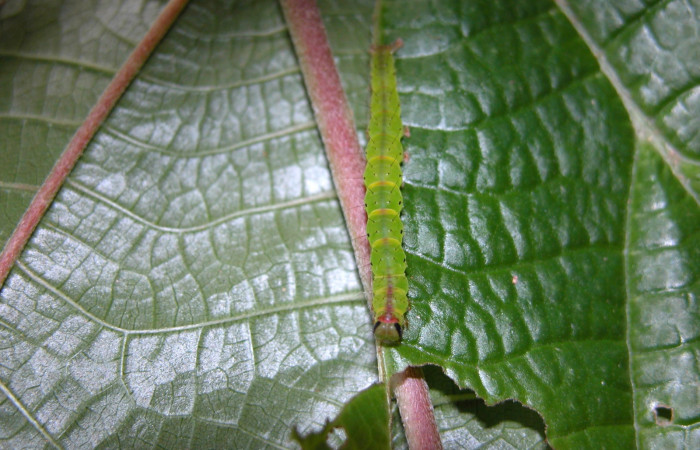 (Fig. 9. ) Larva <i>Hypena</i></i>, zarabenaDHJ01 en ultimo estadio encontrado en Sendero Juntas en Estación Biológica Caribe, mide 32 mm de largo
voucher 05-SRNP-42296-DHJ407633.jpg