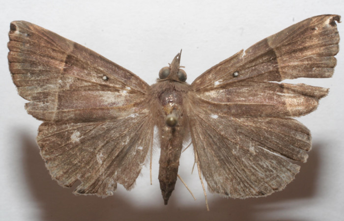 (Fig. 5.) Adulto <i>Hypena</i></i> zarabenaDHJ02, vista dorsal en alas abiertas miden 37 mm. Voucher 07-SRNP-108758- DHJ618722.jpg