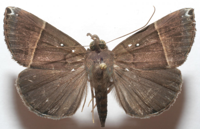 (Fig. 6. ) Adulto <i>Hypena</i></i> zarabenaDHJ02, vista dorsal en alas abiertas miden 35 mm. Voucher 07-SRNP-108759-DHJ618723.jpg.