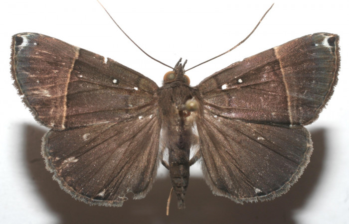 (Fig. 7.) Adulto <i>Hypena</i></i> zarabenaDHJ02. Vista dorsal mide en alas extendidas 45mm. Voucher 10-SRNP-112126-DHJ657001.jpg