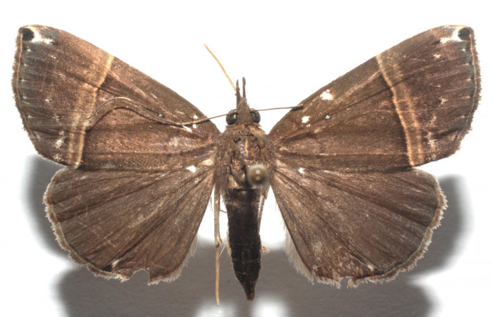 (Fig. 8.) Adulto <i>Hypena</i></i> zarabenaDHJ02. Vista dorsal mide en alas extendidas 34 mm. Voucher 13-SRNP-104106-DHJ676827.jpg