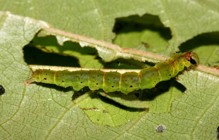 (Fig 1. ) Larva <i>Hypena</i></i>, zarabenaDHJ02 ( Erebidae), dorsal entero último estadío 32 mm de largo. Estacion Pitilla
Voucher 13-SRNP-31553-DHJ701910.jpg
