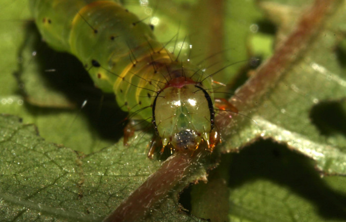 (Fig 2.) Larva <i>Hypena</i></i> zarabenaDHJ02,
( Erebidae), mostrando cara, último estadío 32 mm de largo. Estacion Biológica Pitilla. Voucher 13-SRNP-31553-DHJ701912.jpg.