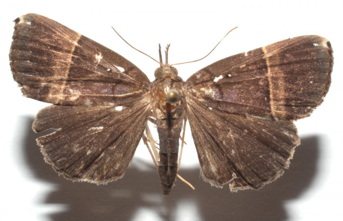 (Fig. 12) Adulto <i>Hypena</i></i> zarabenaDHJ04, vista dorsal, mide 34 mm en alas abiertas
Voucher 14-SRNP-103324-DHJ680341.jpg.