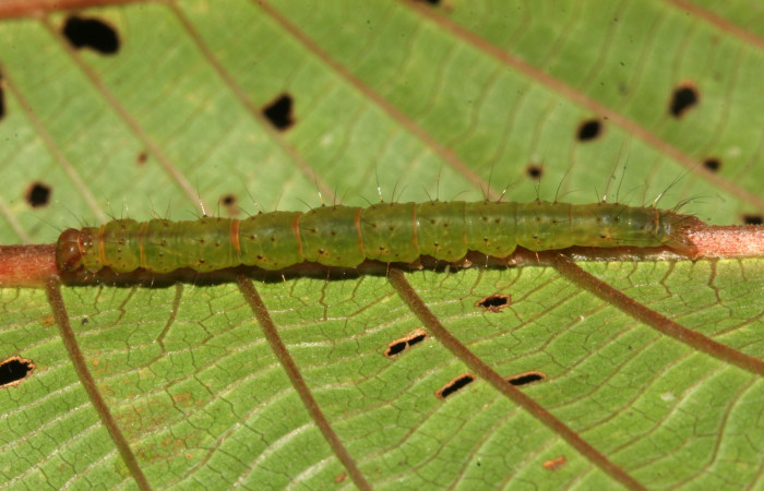 (Fig. 13) Larva <i>Hypena</i></i> zarabena, dorsal entero, último estadío 35 mm de largo. Voucher 17-SRNP-31876-DHJ739762.jpg.