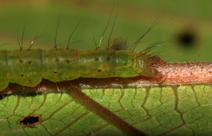 (Fig 3.) Larva <i>Hypena </i></i> zarabenaDHJ02,
( Erebidae) lateral parte trasera, último estadío 35 mm de largo. Estacion Biológica Pitilla. Voucher 17-SRNP-31876- DHJ739765.jpg.