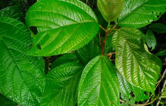(Fig. 4.) Planta <i>Myriocarpa longipes</i></i> familia Urticaceae, especie que mas prefiere larva <i>Hypena</i></i> zarabenaDHJ02, Estación Biológica Llanura. Foto, Cirilo Umaña D. 04/ 12/ 2021.