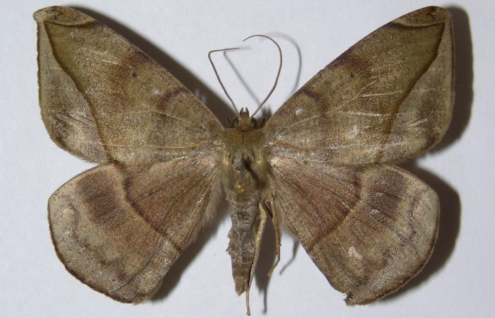 Figura 10. Adulto de <i>Oxydia</i></i> sociataDHJ01 (Geometridae), posición dorsal, macho. (01-SRNP-10298-DHJ324830).