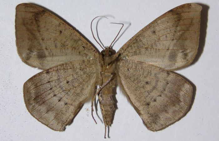 Figura 11. Adulto de <i>Oxydia</i></i> sociataDHJ01 (Geometridae), posición vista ventral, macho. (01-SRNP-10298-DHJ324831).