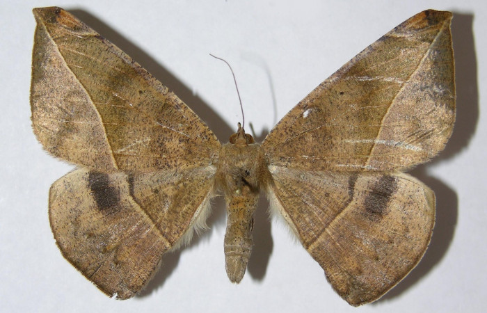 Figura 12. Adulto de <i>Oxydia</i></i> sociataDHJ01 (Geometridae), posición dorsal,  hembra. (05-SRNP-6461-DHJ330478).