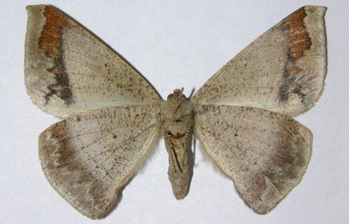Figura 13. Adulto de <i>Oxydia</i></i> sociataDHJ01 (Geometridae), posición dorsal, hembra. (05-SRNP-6461-DHJ330479).