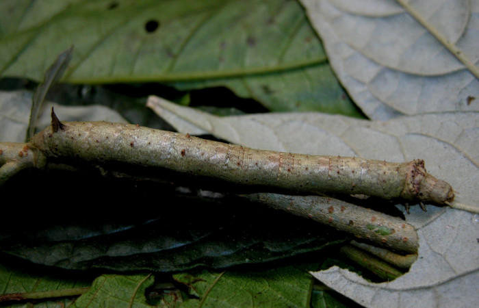 Figura 14.Dorsal entero <i>Oxydia</i></i> sociataDHJ01 (Geometridae). Sector Cacao, Sendero Nayo, (elevación 1090 metros). Colectada 14 agosto 2003. (03-SRNP-22237-DHJ401110.jpg).