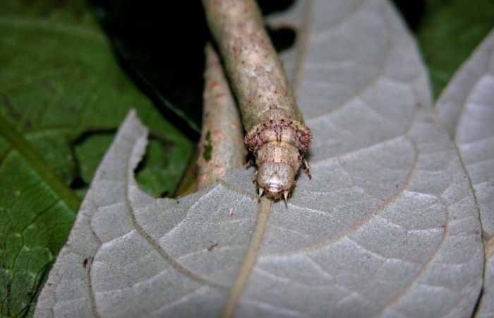 Figura 15.Cabeza <i>Oxydia</i></i> sociataDHJ01 (Geometridae). Sector Cacao, Sendero Nayo, (elevación 1090 metros). Colectada 14 agosto 2003. (03-SRNP-22237-DHJ401107.jpg).