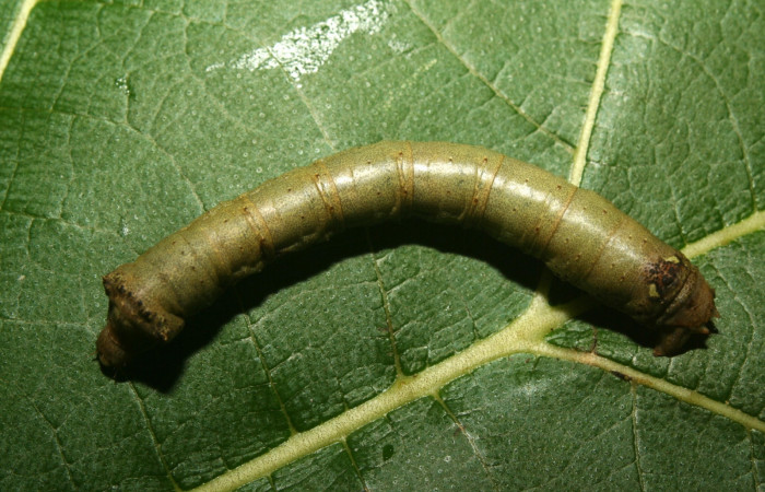 Figura 16.Dorsal entero <i>Oxydia</i></i> sociataDHJ03 (Geometridae). Sector Pitilla, Medrano, (elevación 380 metros). Colectada 1 julio 2012. (12-SRNP-71565-DHJ495584.jpg).