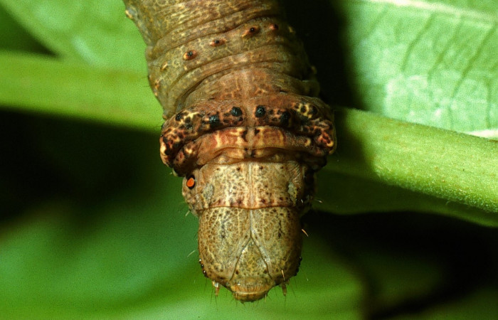 Figura 17.Cabeza <i>Oxydia</i></i> sociataDHJ03 (Geometridae). Sector Del Oro, Camino Mangos, (elevación 480 metros). Colectada 29 julio 2003. (03-SRNP-18148-DHJ77002.jpg).
