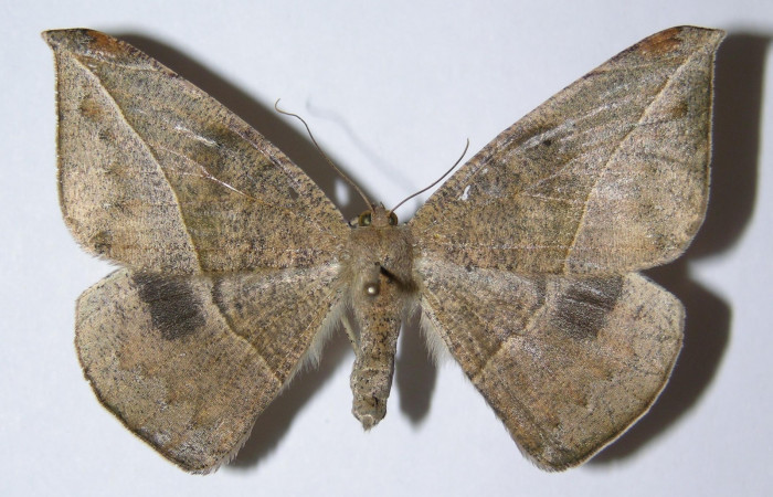 Figura 18. Adulto de <i>Oxydia</i></i> sociataDHJ01 (Geometridae), posición dorsal. hembra. (05-SRNP-46898-DHJ324820).