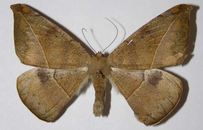 Figura 19. Adulto de <i>Oxydia</i></i> sociataDHJ03 (Geometridae), posición dorsal. hembra. (02-SRNP-19961-DHJ324836.