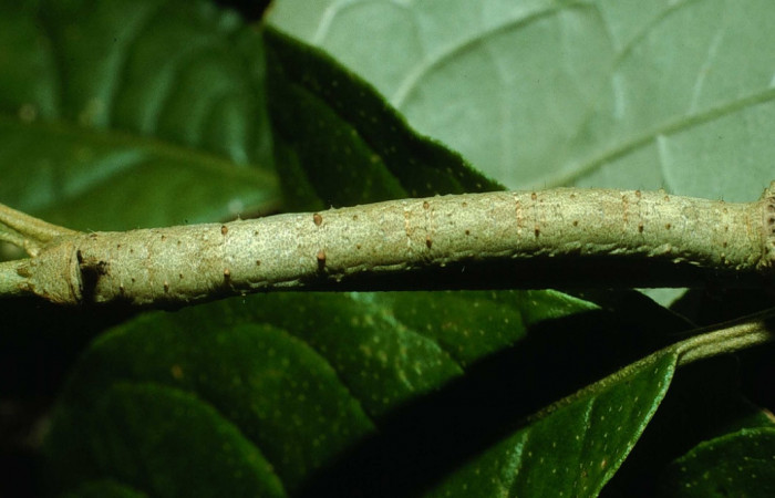 Figura 1.Dorsal entero <i>Oxydia</i></i> sociataDHJ01 (Geometridae). Sector Cacao, Sendero Nayo, (elevación 1090 metros). Colectada 14 agosto 2003. (03-SRNP-22237-DHJ77638.jpg).