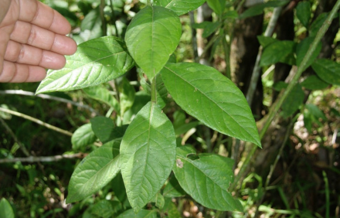 Figura 20. Planta hospedera de larva <i> Oxydia</i></i> sociata DHJ01(Geometridae), <i> Lepidaploa tortuosa</i></i>, (Asteraceae). Foto Jorge Hernández. 19 agosto 2008.