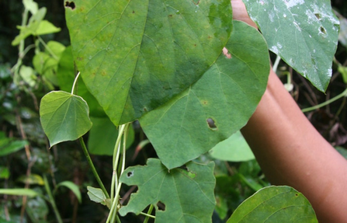Figura 21. Planta hospedera de larva <i> Oxydia</i></i> sociata DHJ01 (Geometridae), <i> Cissampelos pareira</i></i>, (Menispermaceae). Foto Jorge Hernández. 28 octubre 2008.