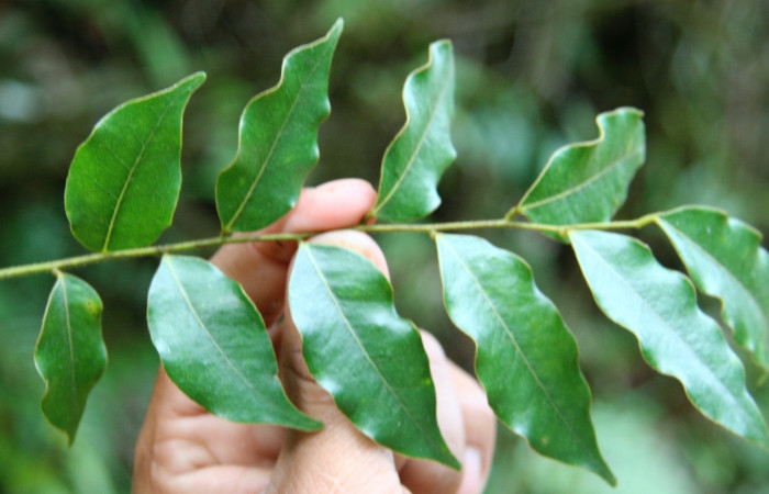 Figura 23. Planta hospedera de larva <i> Oxydia</i></i> sociata DHJ03 (Geometridae), <i> Machaerium seemannii </i></i>, (Fabaceae). posición hojas Foto Jorge Hernández. 18 setiembre 2008.