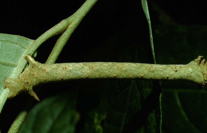Figura 2.Lateral entero <i>Oxydia</i></i> sociataDHJ01 (Geometridae). Sector Cacao, Sendero Nayo, (elevación 1090 metros). Colectada 14 agosto 2003. (03-SRNP-22237-DHJ77636.jpg).