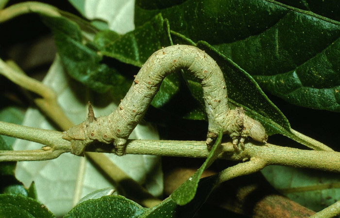 Figura 3.Lateral central <i>Oxydia</i></i> sociataDHJ01 (Geometridae). Sector Cacao, Sendero Nayo, (elevación 1090 metros). Colectada 14 agosto 2003. (03-SRNP-22237-DHJ77644.jpg).