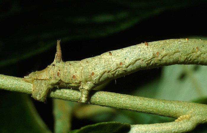 Figura 4.Parte posteriorl <i>Oxydia</i></i> sociataDHJ01 (Geometridae). Sector Cacao, Sendero Nayo, (elevación 1090 metros). Colectada 14 agosto 2003. (03-SRNP-22237-DHJ77642.jpg).