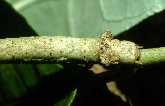 Figura 5.Cabeza <i>Oxydia</i></i> sociataDHJ01 (Geometridae). Sector Cacao, Sendero Nayo, (elevación 1090 metros). Colectada 14 agosto 2003. (03-SRNP-22237-DHJ77639.jpg).