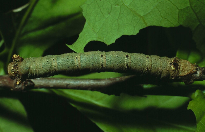 Figura 6.Dorsal entero <i>Oxydia</i></i> sociataDHJ01 (Geometridae). Sector Santa Rosa, Bosque San Emilio, (elevación 300 metros). Colectada 4 junio 1984. (84-SRNP-198.1-DHJ7169.jpg).