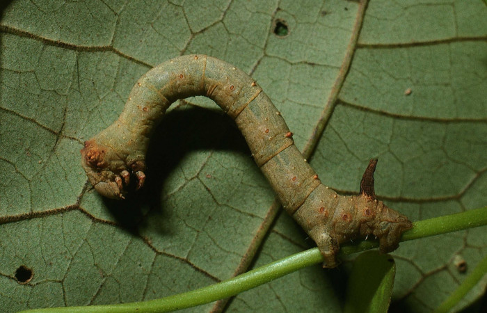 Figura 7.Lateral central <i>Oxydia</i></i> sociataDHJ01 (Geometridae). Sector Cacao, Estación Cacao, (elevación 1150 metros). Colectada 14 octubre 2003. (03-SRNP-23536-DHJ79084.jpg).