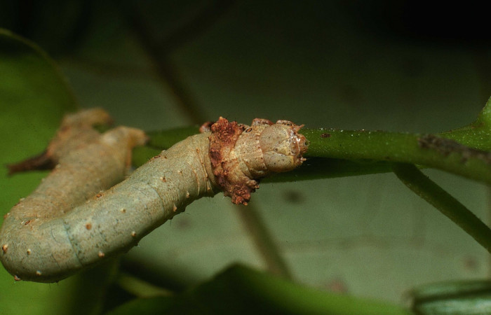 Figura 8.Cabeza <i>Oxydia</i></i> sociataDHJ01 (Geometridae). Sector Cacao, Estación Cacao, (elevación 1150 metros). Colectada 14 octubre 2003. (03-SRNP-23536-DHJ79089.jpg).