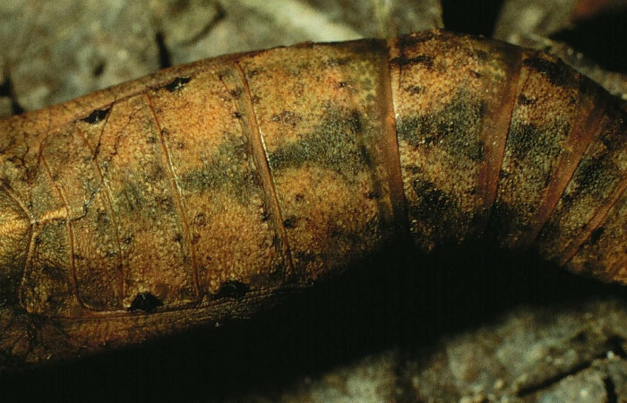 Figura 9. Pupa  <i>Oxydia</i></i> sociataDHJ01 (Geometridae). Sector Cacao, Estación Cacao, (elevación 1150 metros). 18 marzo 1998. (98-SRNP-2616-DHJ44299.jpg).