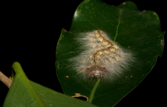 Figura 6. <i>Euglyphis phyllis</i></i> familia (Lasiocampidae); en posición frontal, U estadio. Voucher, 05-SRNP-59493-DHJ408755.