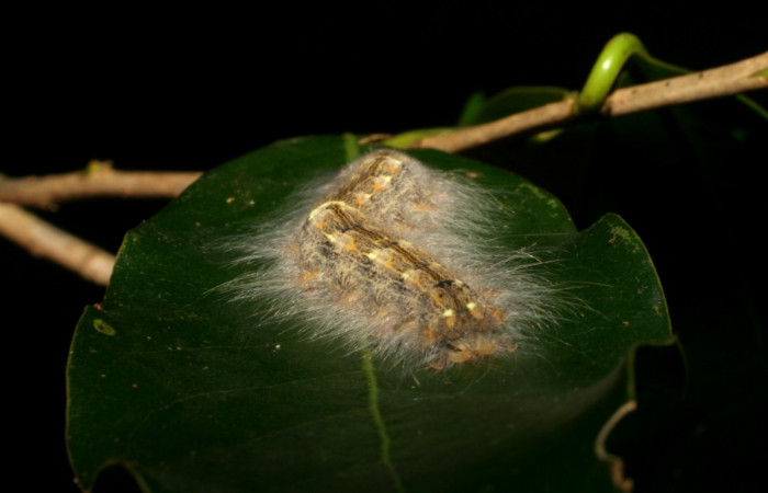 Figura 7. <i>Euglyphis phyllis</i></i> familia (Lasiocampidae); en posición trasera, U estadio. Voucher, 05-SRNP-59493-DHJ408756.