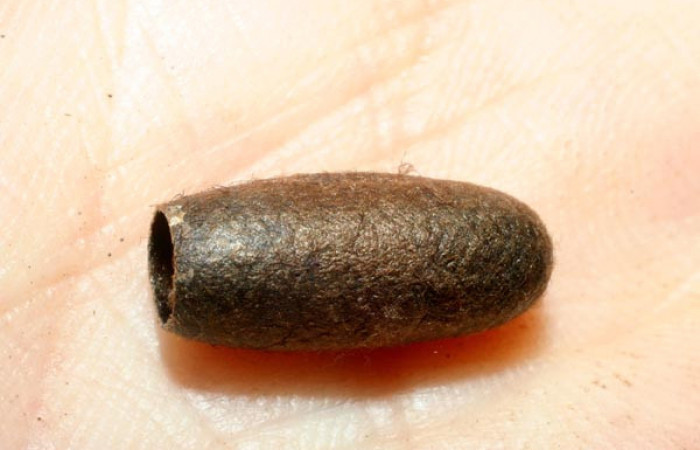 Figura 13. Capullo hecho por parásito <i>Enicospilus</i></i> scuintleiDHJ02, parásito en larva <i>Euglyphis phyllis</i></i>. Voucher 07-SRNP-58666-DHJ462023.