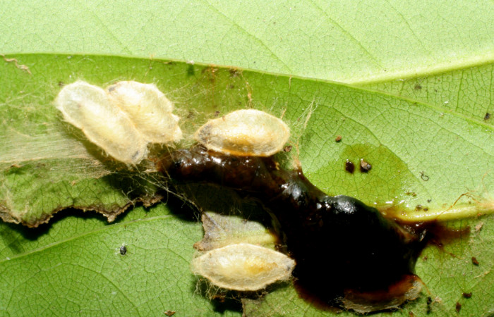 Figura 14. Capullos de avispas parásitas de la familia (Braconidae) en larva <i>Euglyphis phyllis</i></i> familia (Lasiocampidae). Voucher 07-SRNP-59230-DHJ429101.