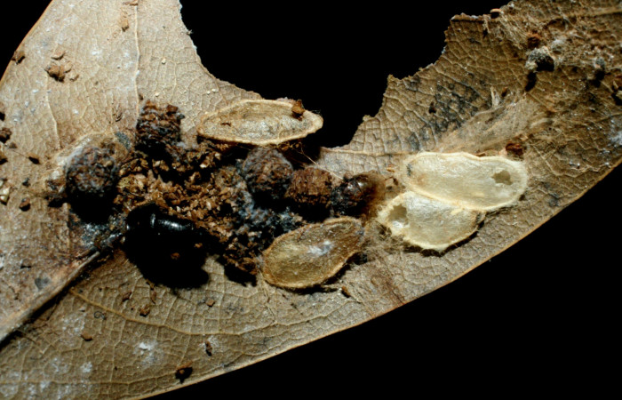 Figura 15. Capullos de avispas parásitoas de la familia (Braconidae), en larva <i>Euglyphis phyllis</i></i>. Voucher 07-SRNP-59230-DHJ462056.